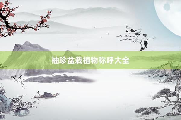 袖珍盆栽植物称呼大全